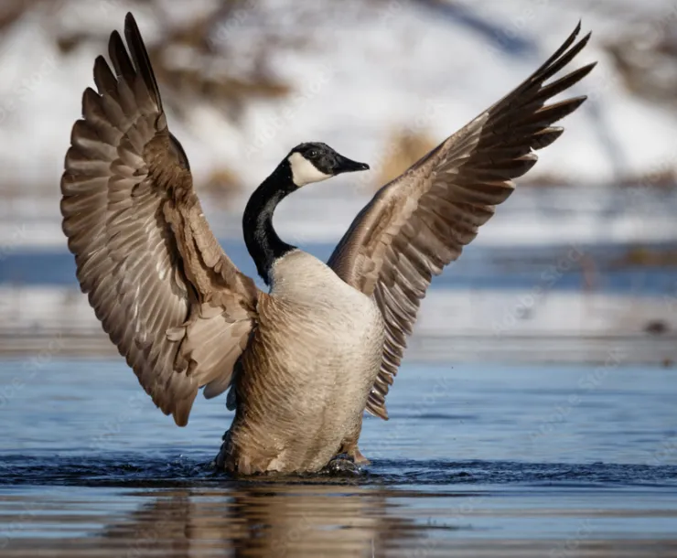 goose.jpeg