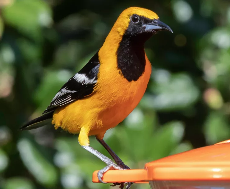 hooded_oriole.jpeg