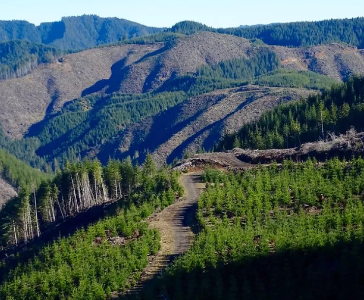 industrial forest-Francis Eatherington.jpeg