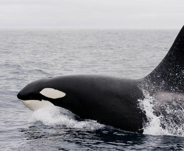killer-whale-1945421.jpg