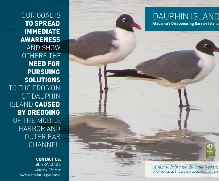 laughing-gulls.jpg