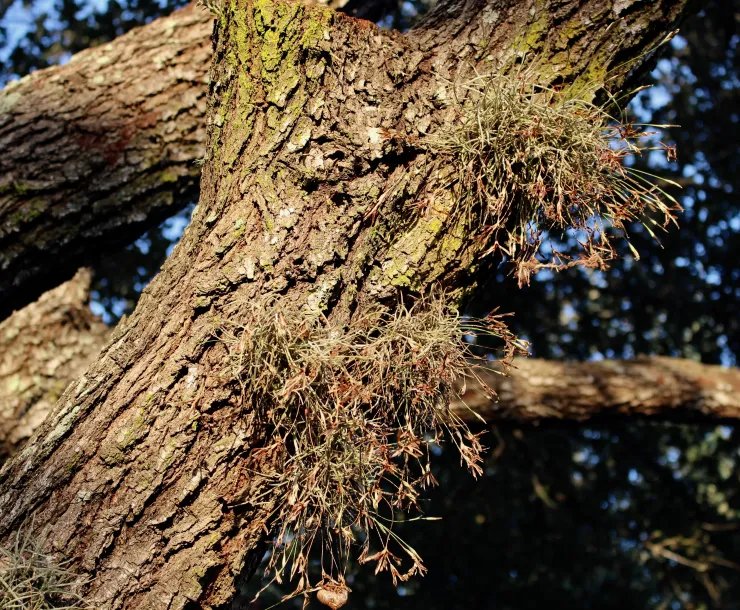 lichens_IMG_7541.jpg