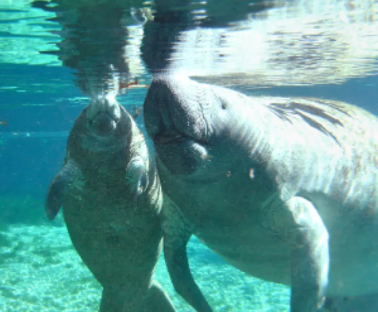 manatees.png