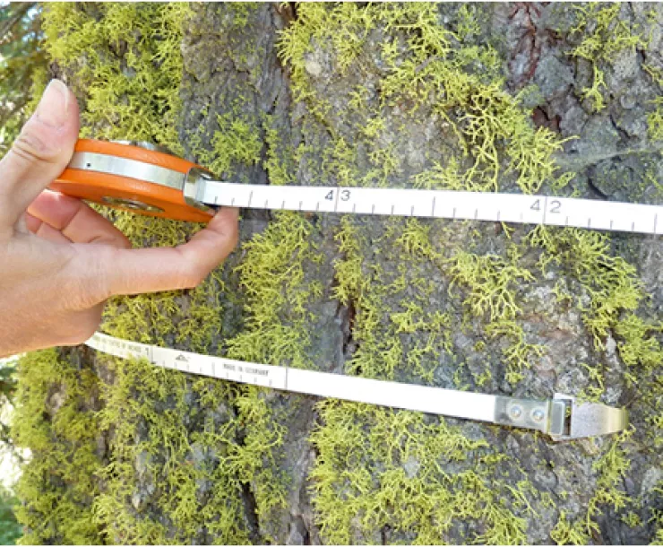 measuring trees.png