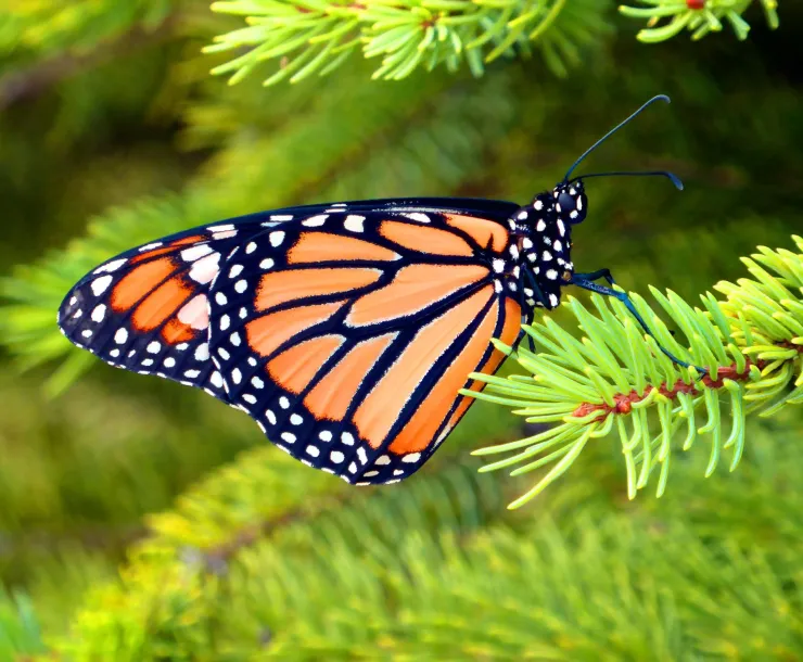 monarch01.jpg