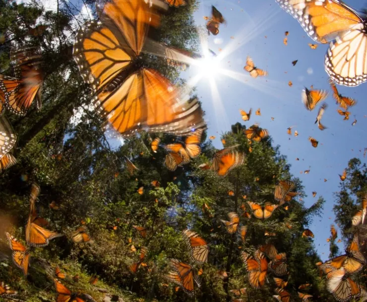 monarchs-in-sunlight.jpg