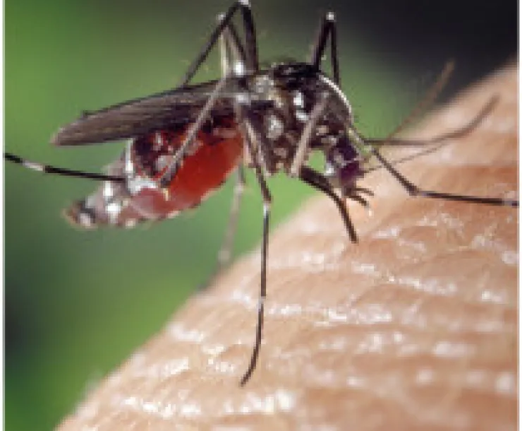 mosquitoes.jpg