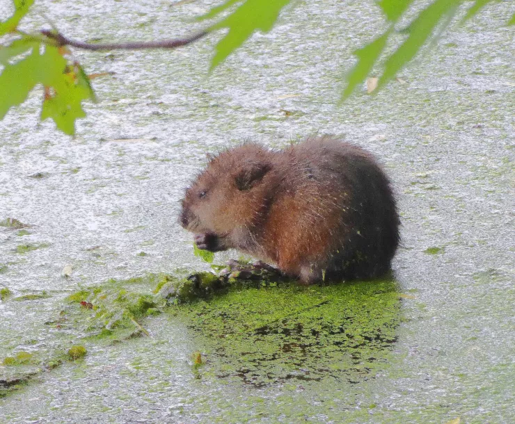 munchingMuskrat.jpg