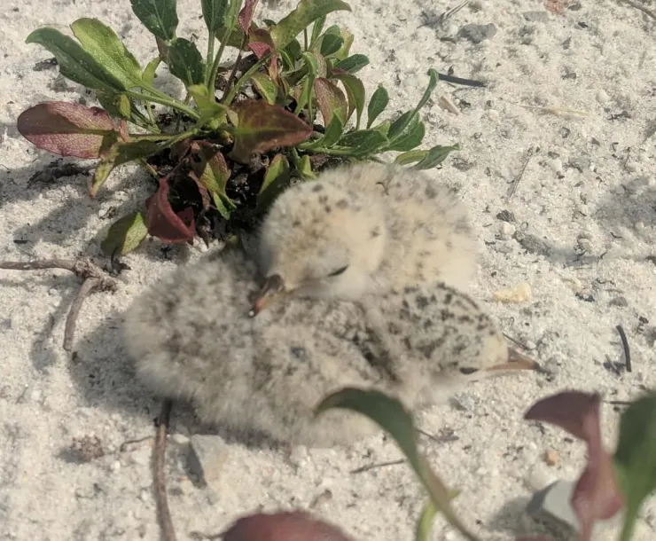 nestling.jpg
