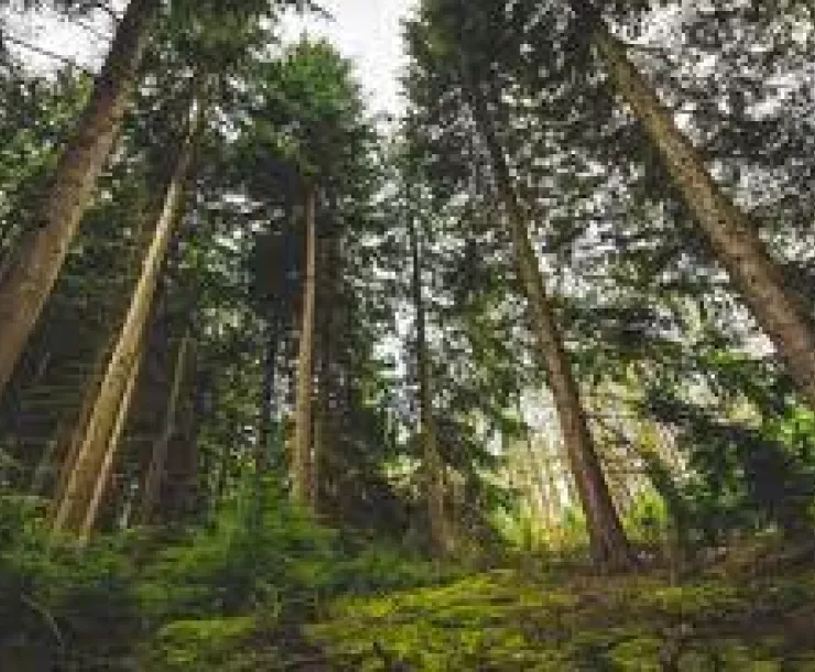 old growth forest.jpeg