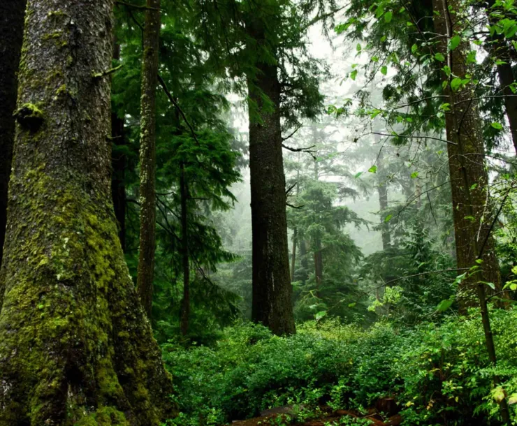 old-growth-forest-scenic.jpeg