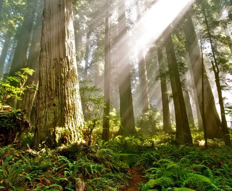 old_forest.jpg