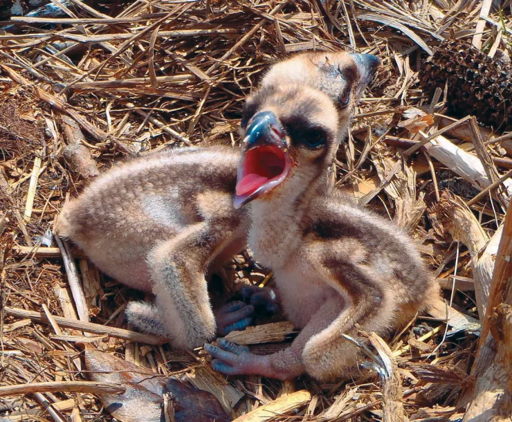 osprey_chicks (1).jpg