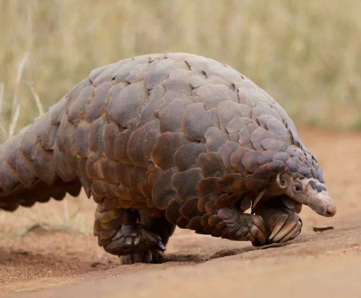 pangolin.jpg