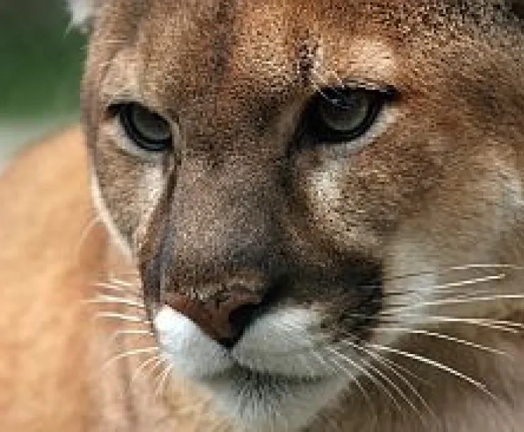 panther2.jpg
