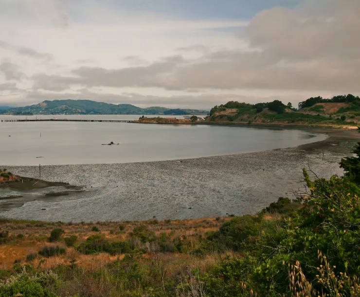 point-molate-seagrass-beds.jpg