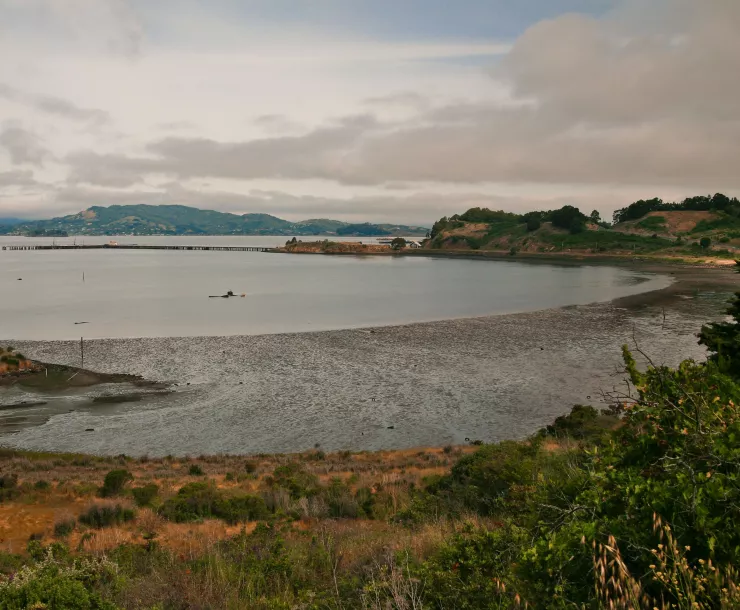 point-molate-seagrass-beds.jpg