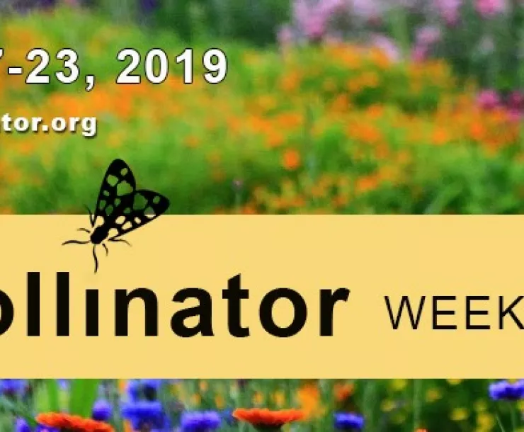 pollinator week.jpg