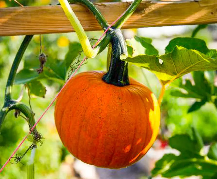 pumpkin_sustainable-Enhanced 800p.jpg