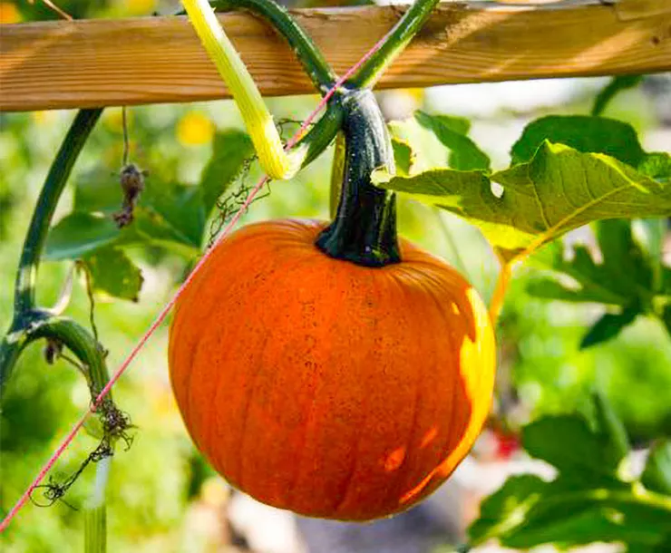 pumpkin_sustainable-Enhanced 800p.jpg