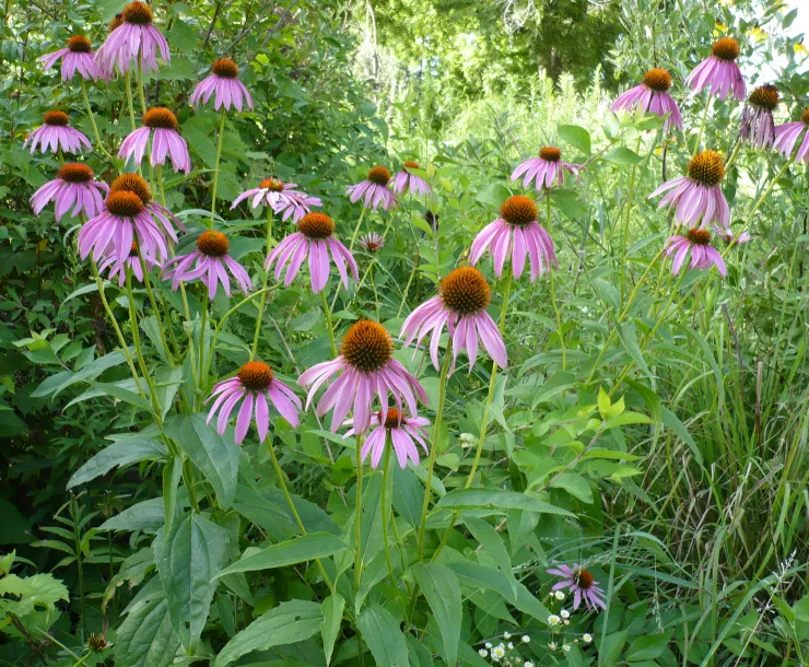 purple coneflowers.JPG