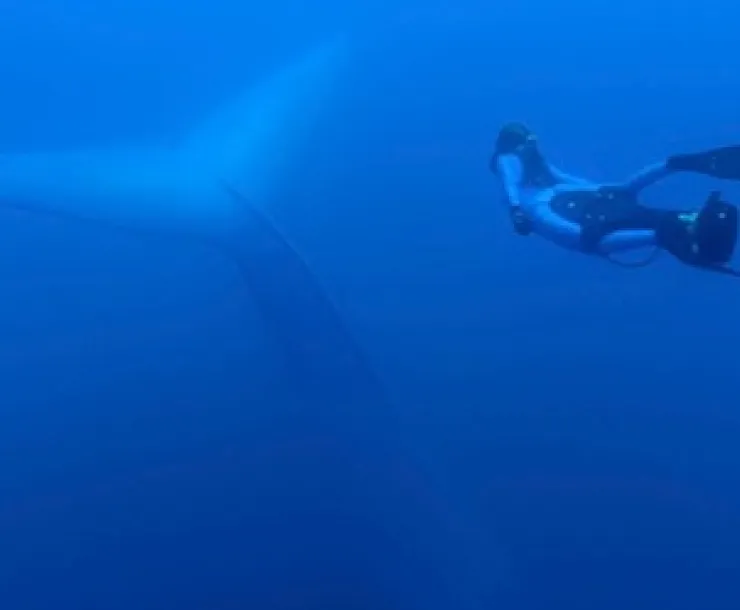 racingextinction.jpg