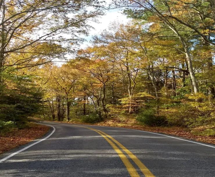 roadwithtreesalongside.png