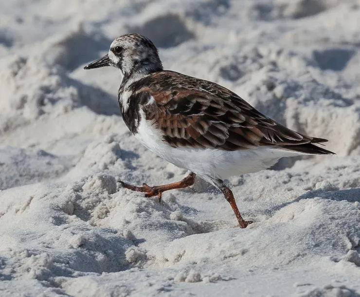 ruddy-turnstone-joewatts-1.jpg