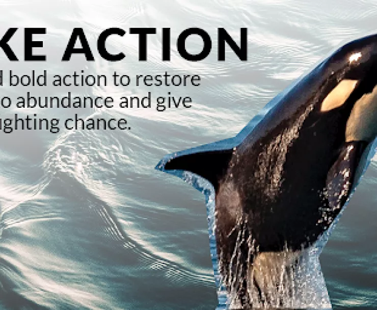 salmon orca.png