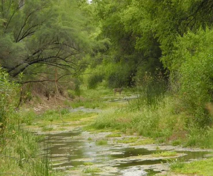 san pedro river.jpg