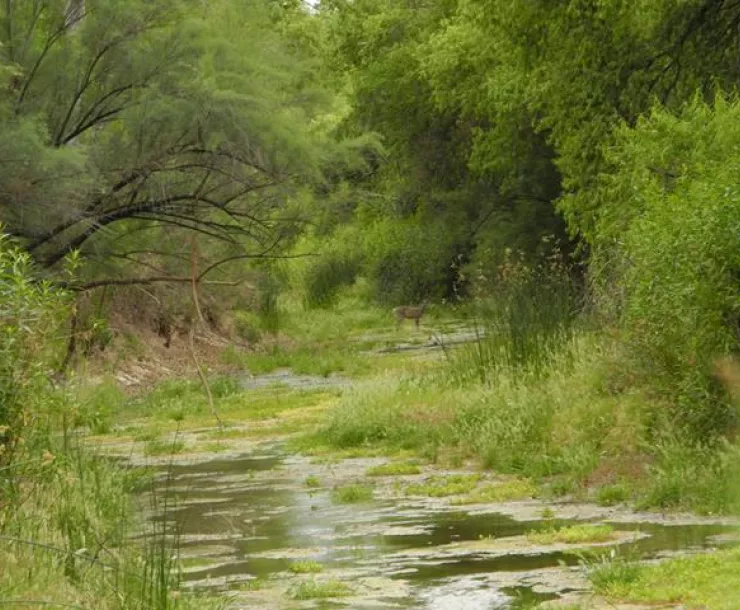 san pedro river.jpg