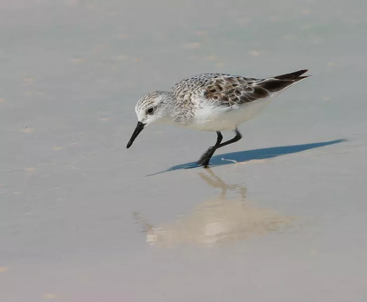 sanderling-1.jpg