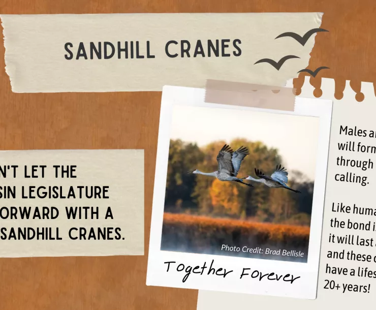 sandhill cranes option 1 (2000 x 1080 px).png