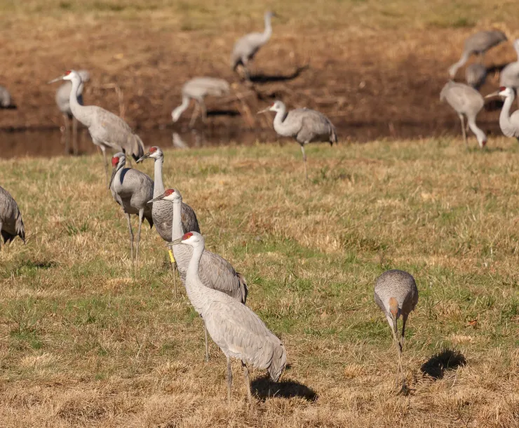 sandhill-crane-joewatts-1.jpg