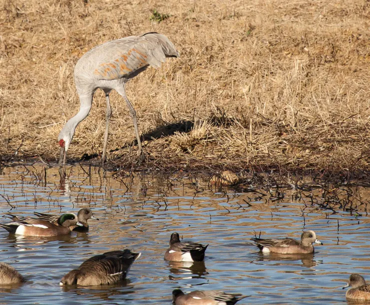 sandhill-crane-joewatts-2.jpg