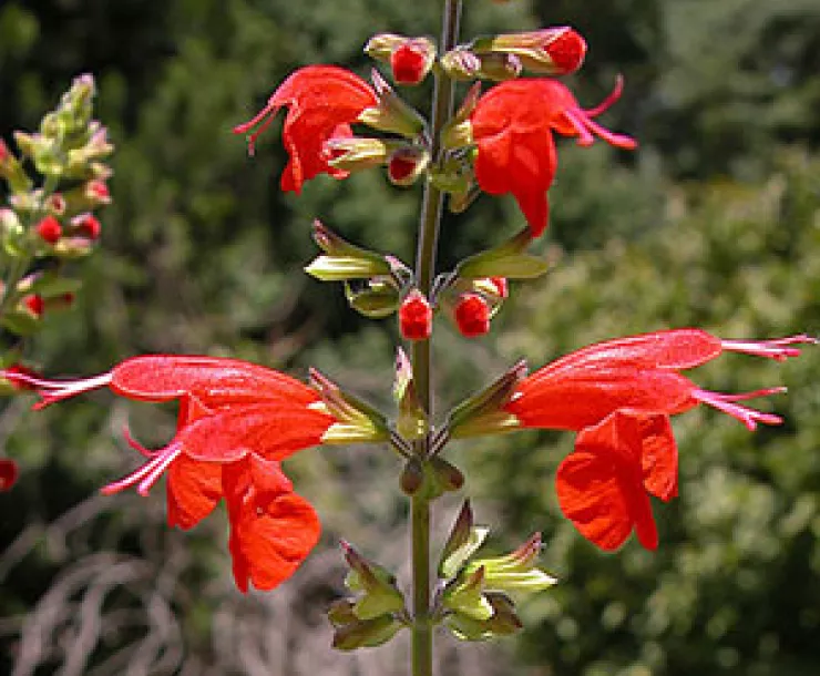scarlet_salvia.jpg