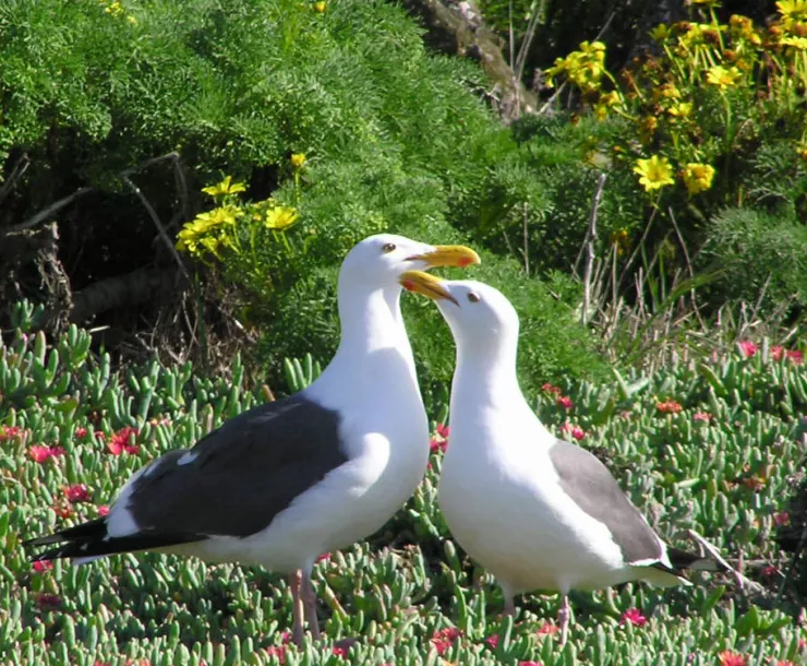 seabird_robert.JPG