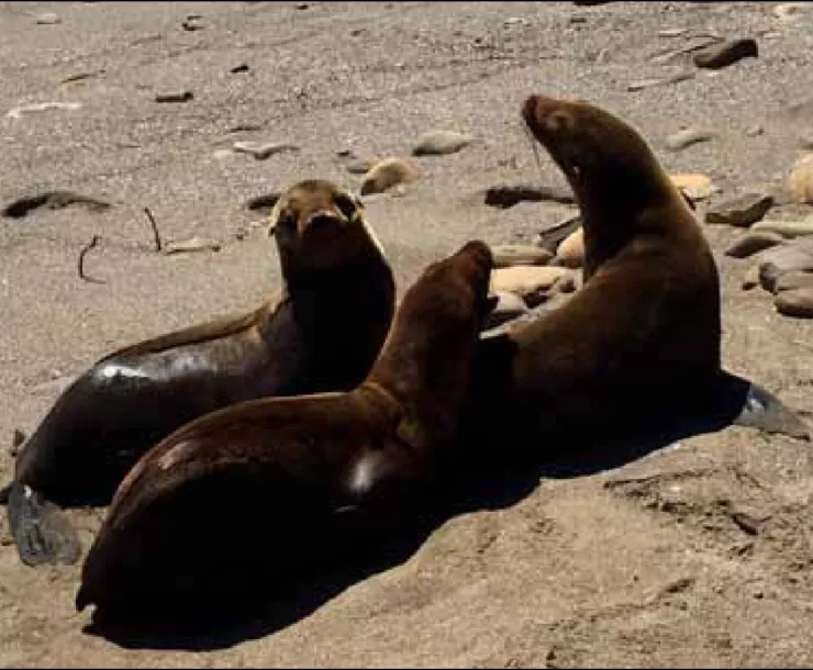 sealions.jpg