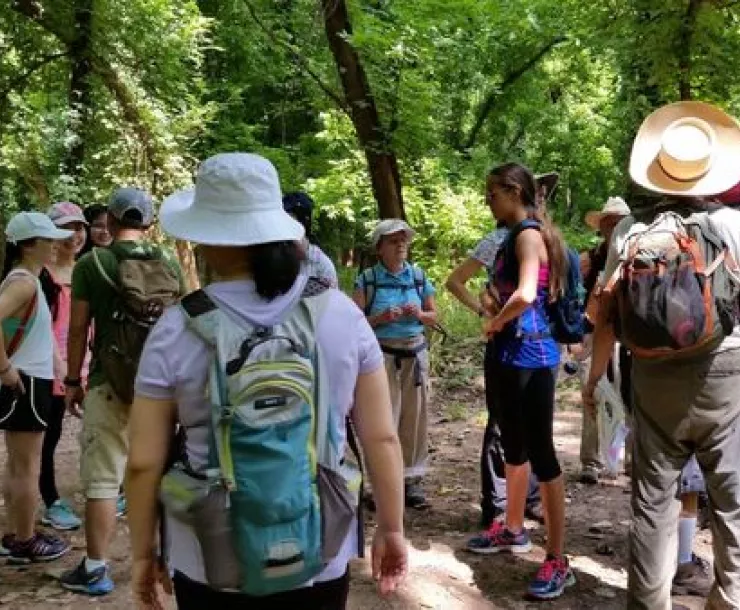 sfa-forest-walk.jpeg