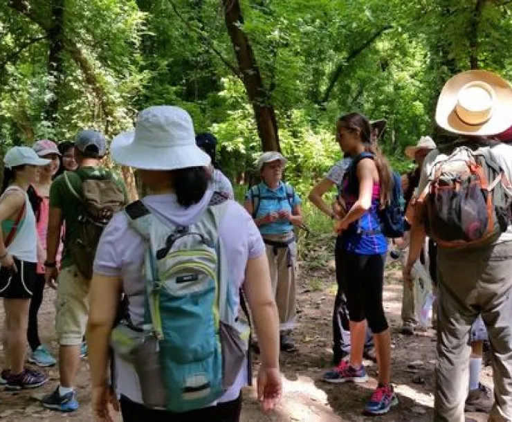 sfa-forest-walk.jpeg