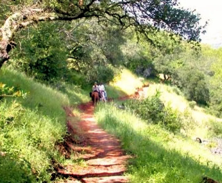skyline-horsesonbuckeyetrail.jpg