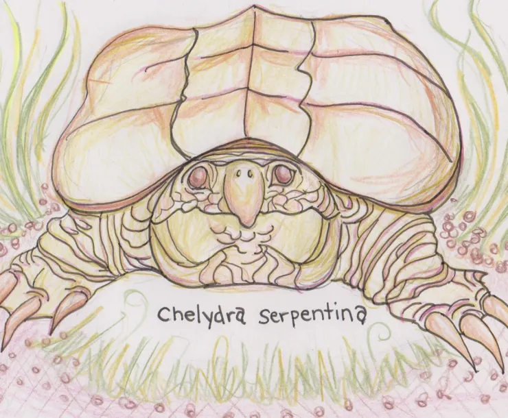 snappingTurtle-RuthLein.jpg
