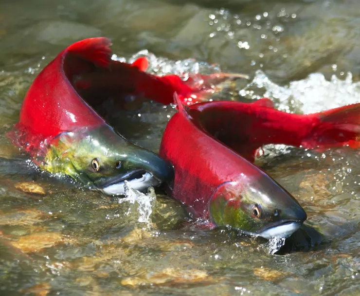sockeye_VasikOlga_shutterstock.jpg