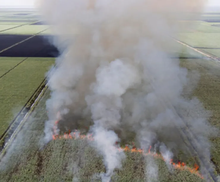 sugarcane burning.png