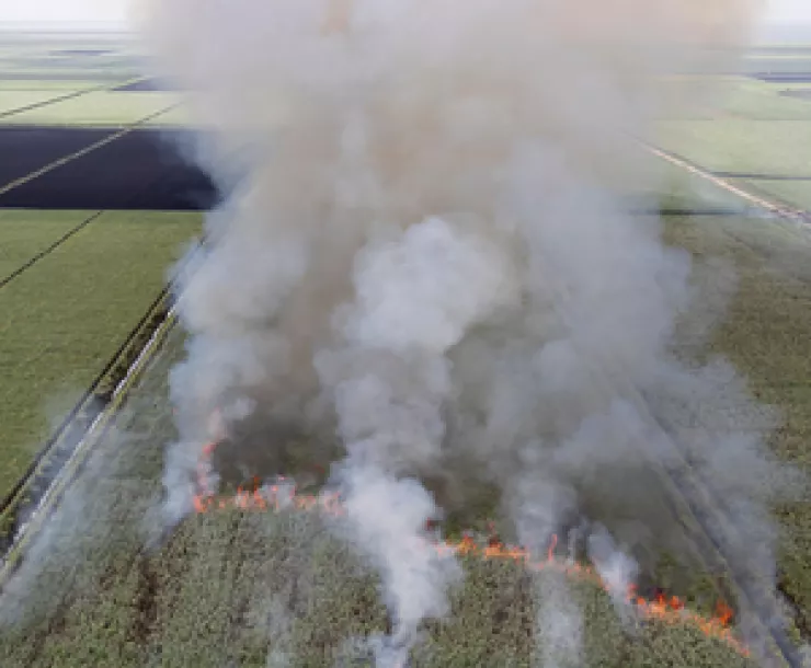 sugarcane burning.png