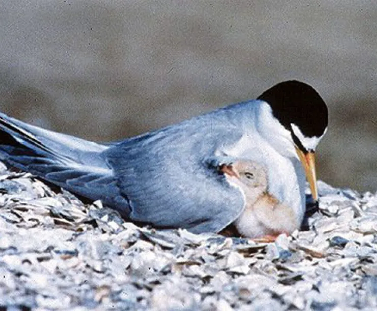 tern.jpg