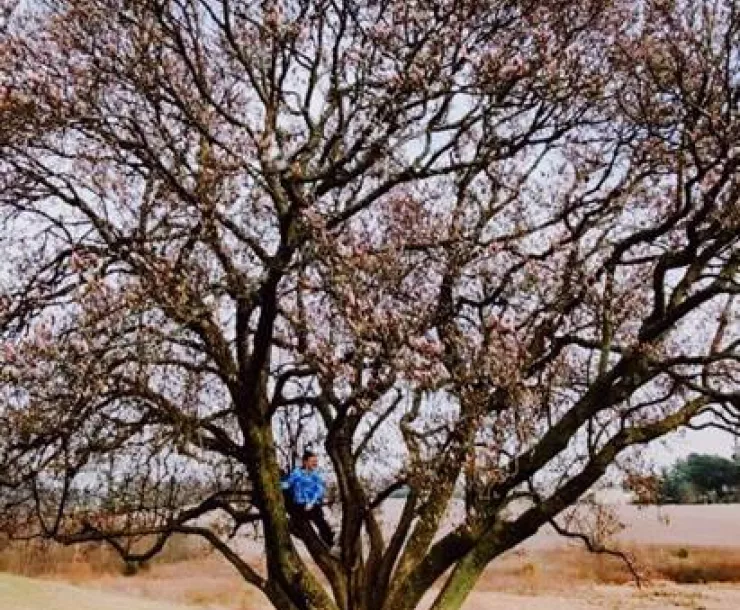 tree on walk.jpg
