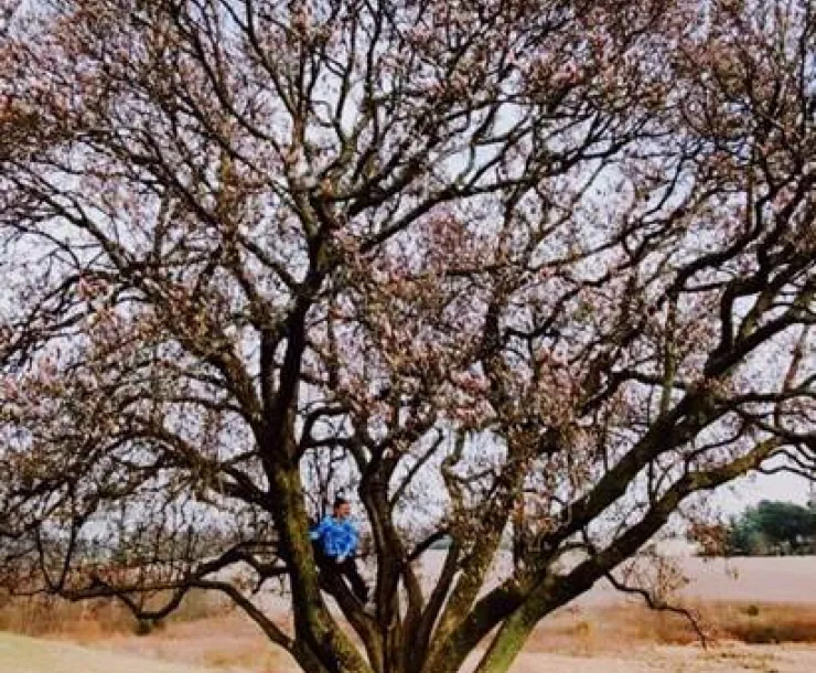 tree on walk.jpg