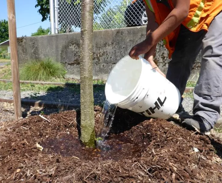 tree watering.JPG