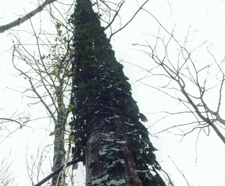 tree with vines.png